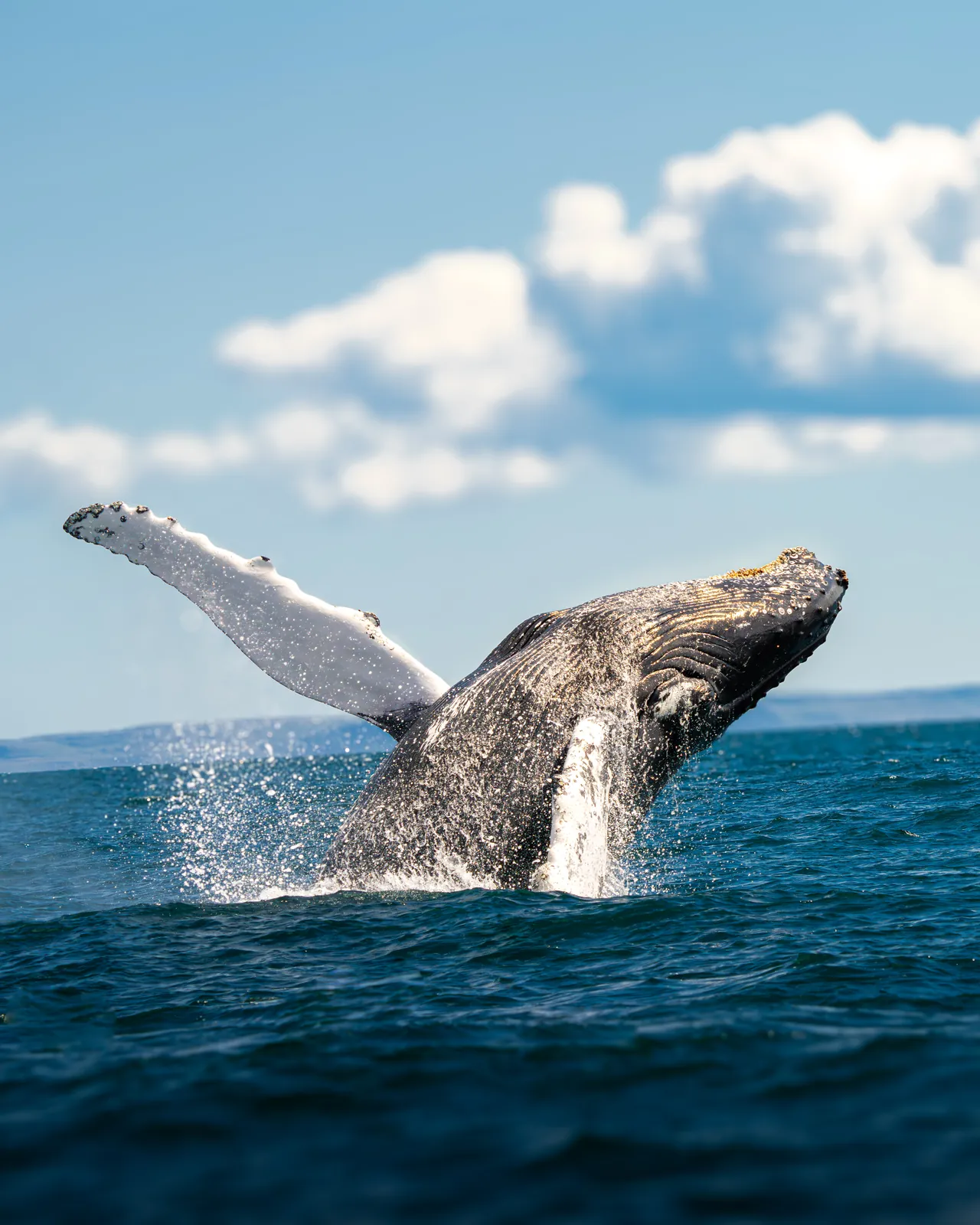 A humpback whale breaching out of the ocean under a blue sky