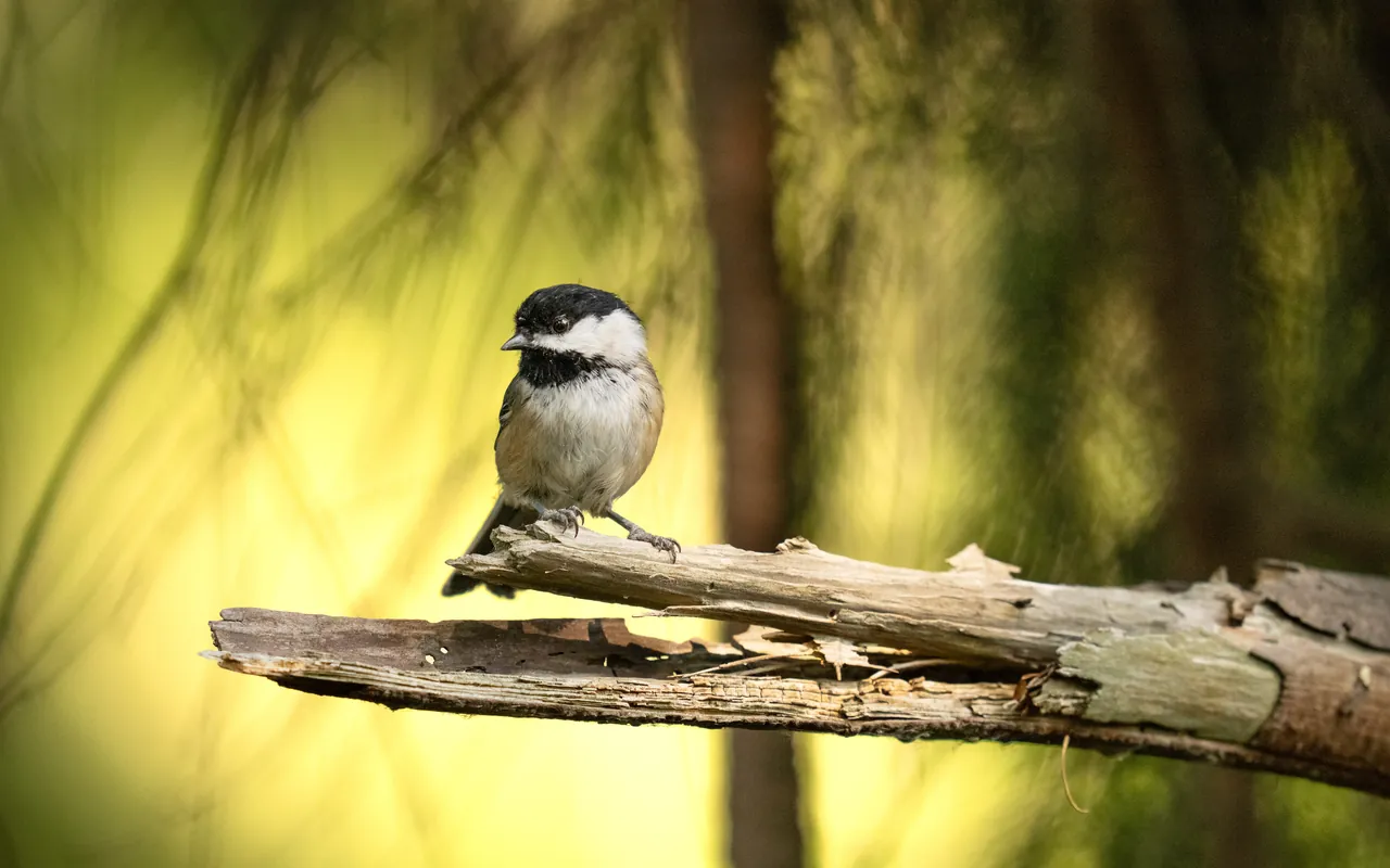 A chickadee perched on a branch in soft green light