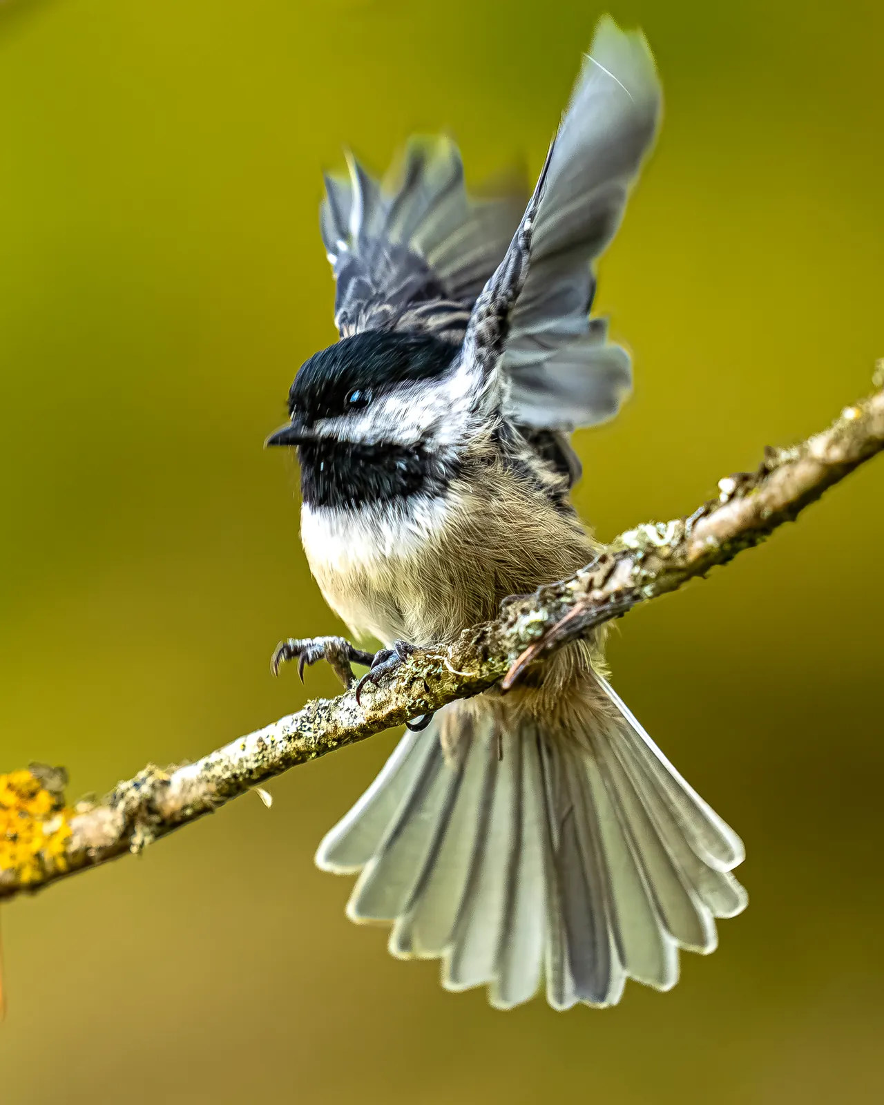 A black-capped chickadee spreading its wings on a branch