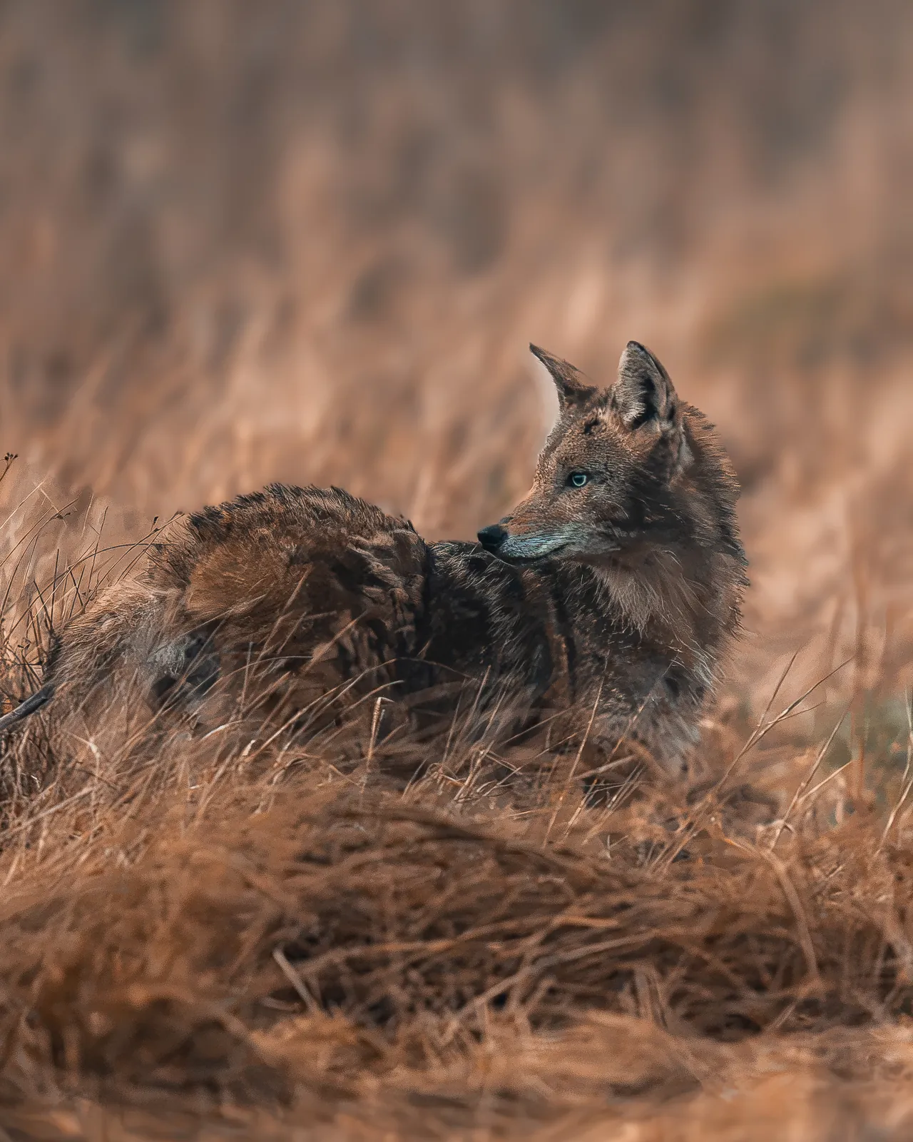 A coyote lying in dry winter grass looking back
