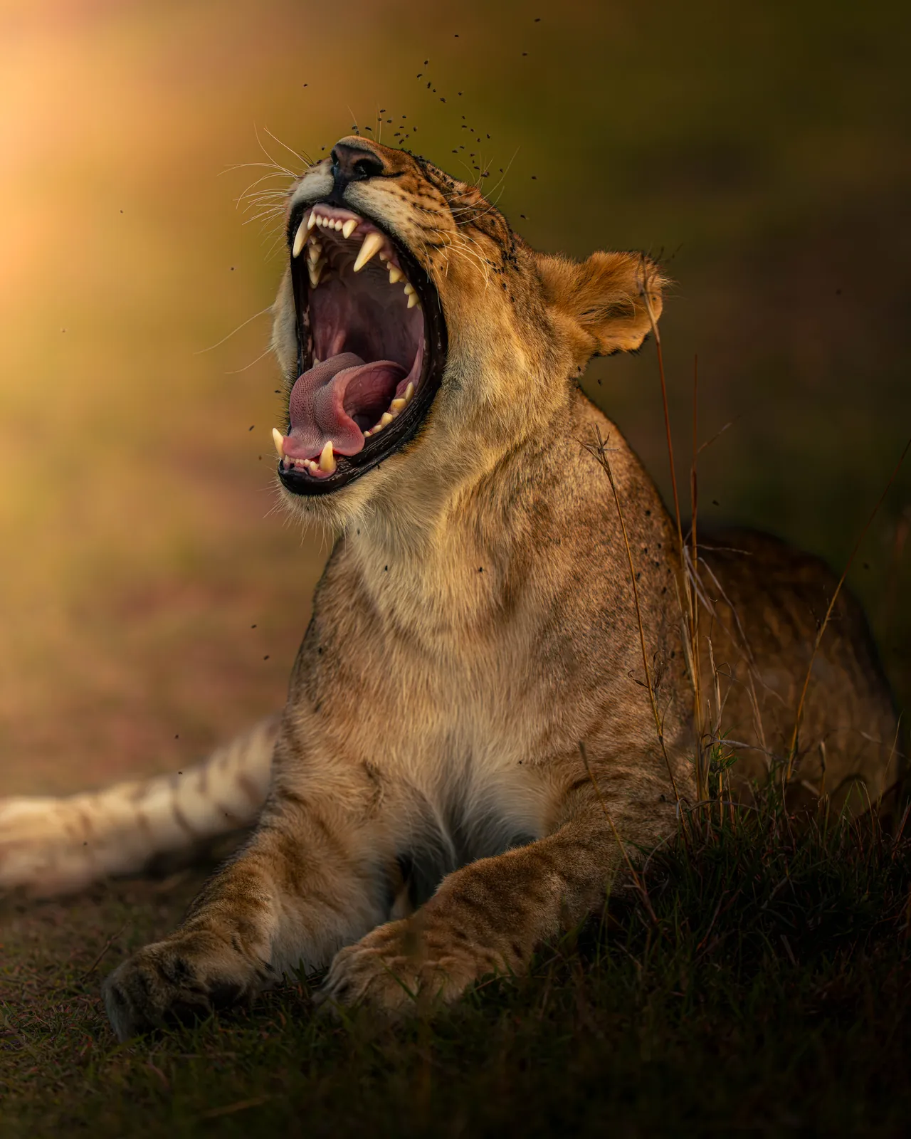 A young lion yawning with its mouth wide open