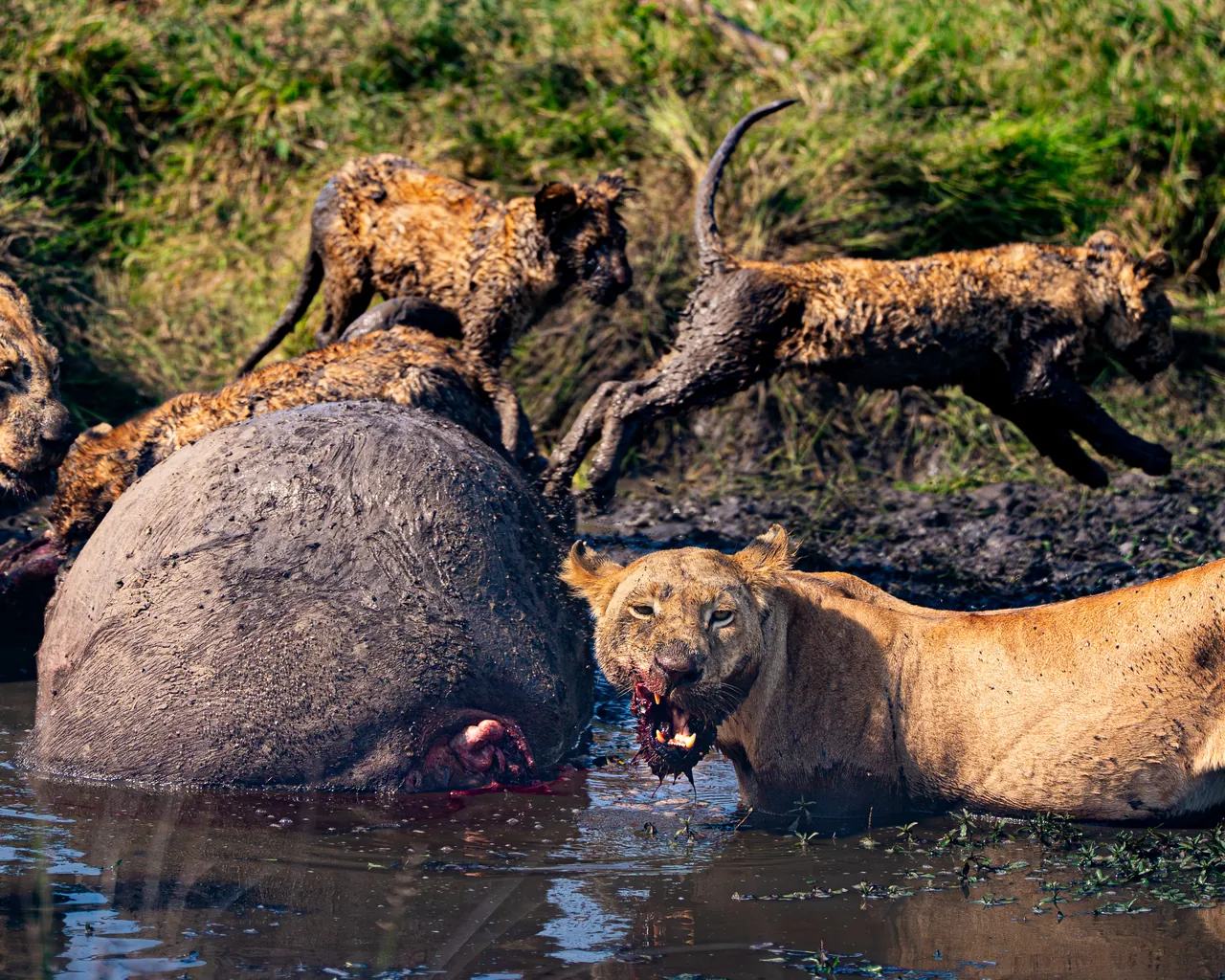 Lionesses at a hippo carcass by the water's edge